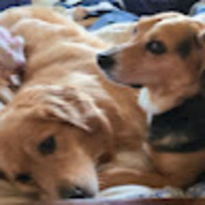 Meet your Posher, Bridget